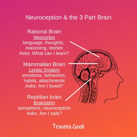 Triune Brain, Pete Walker, Peter Levine, Bessel Van Der Kolk, Brain Models, Gestalt Therapy, Brain Facts, Limbic System, Brain Anatomy