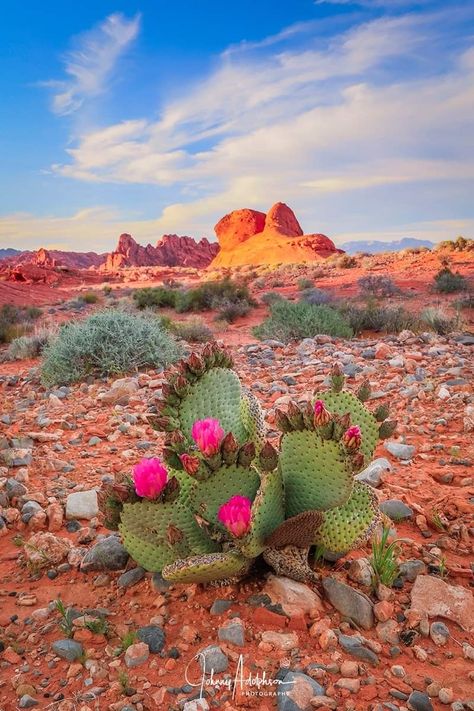 Desert Aesthetic, 2160x3840 Wallpaper, Desert Life, Desert Flowers, Southwest Desert, Desert Cactus, Desert Painting, Cactus Art, Desert Plants