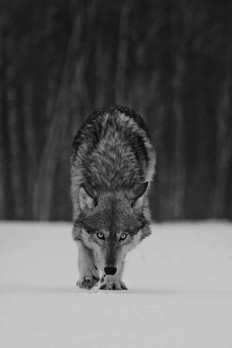 Wolf Photos, Wolf Love, Wild Wolf, Wolf Pictures, Beautiful Wolves, Wolf Spirit, Grey Wolf, Wild Dogs, A Wolf