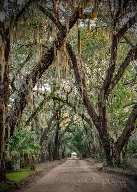 Experience the magic of Beaufort, SC Southern Belle Aesthetic, Southern Aesthetic, Coastal Ideas, Beaufort South Carolina, South Carolina Travel, Southern Traditional, College Of Charleston, Meditation Garden, Beaufort Sc