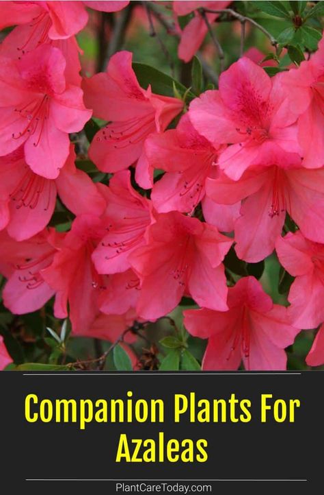 Planting Azaleas Tips, Azalea Shrub Landscaping, Azalea Landscaping Ideas, Where To Plant Azaleas, Azealas Flowers, Encore Azaleas Landscaping Front Yards, Azalea Companion Plants, Azelia Bush Landscaping, Azealas Landscaping