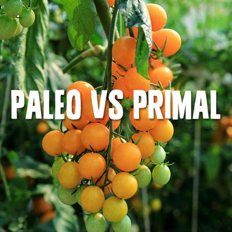 Paleo vs Primal- which way of eating is best? Primal Diet, Heirloom Tomato Seeds, Asian Garden, Heirloom Vegetables, Cherry Tomato, Plant Spacing, Tomato Seeds, Seed Company, Gold Nugget