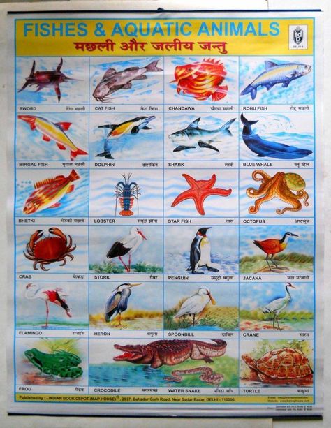 Animals Chart, School Poster, Our Planet Earth, Water Animals, Aquatic Animals, School Posters, Vintage School, Blue Whale, Fun Crafts