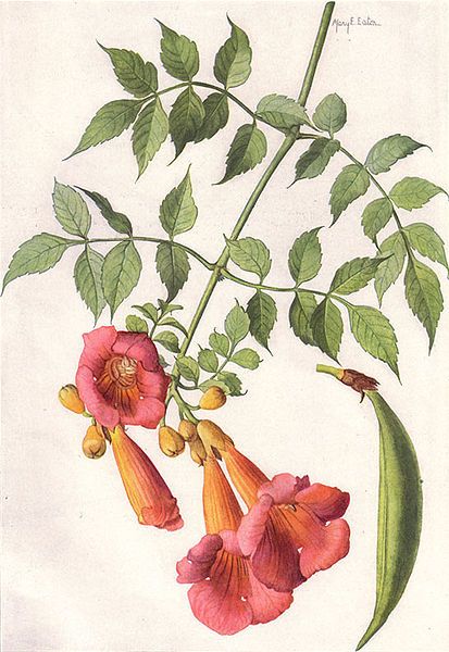 Trumpet vine illustration Kentucky State Flower, Campsis Radicans, Trumpet Vine, List Of Flowers, National Geographic Magazine, Botanical Drawings, Plant Art, Vintage Botanical, Flower Illustration