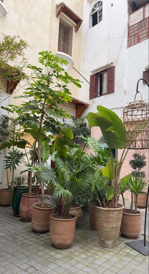 Plants, pots, moroccan streets Moroccan Pots, Moroccan Plant Pots, Moroccan City Aesthetic, Moroccan Market Bazaars, Moroccan Street, Moroccan Bazaar, Moroccan Garden, Plants Pots, Tall Plants