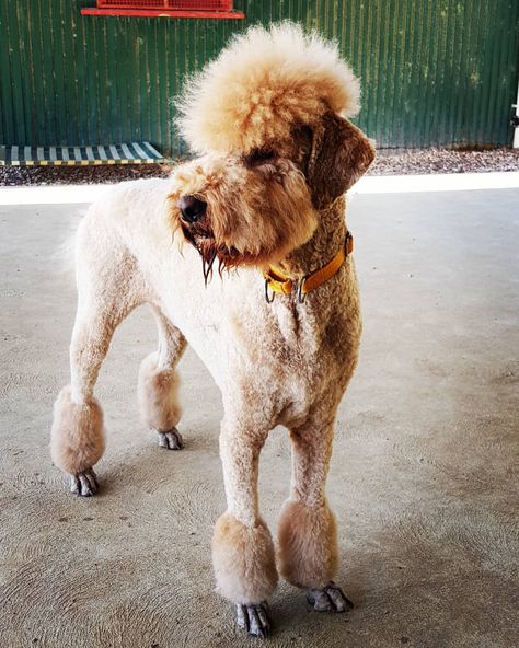 Golden Doodle Mullet Haircut, Goldendoodle Haircuts Mohawk, Doodle Mullet Haircut, Goldendoodle Mohawk, Doodle Mohawk Haircut, Boy Poodle Haircut Styles, Male Poodle Haircut Styles, Golden Doodle Mohawk, Mini Poodle Haircut Styles