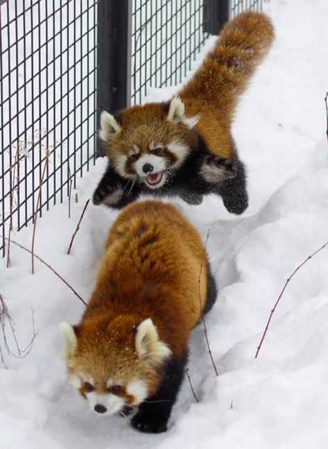 Red Panda Cute, Red Panda Baby, Pandas Playing, Red Pandas, Playing In The Snow, Lovely Animals, Cute Animals Images, Pretty Animals, Silly Animals