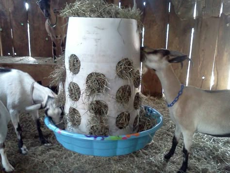 Alimentador para cabras Goat Hay Feeder, Goat Feeder, Goat Playground, Goat Toys, Goat Pen, Goat Shelter, Goat House, Goat Care, Goat Barn