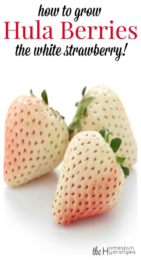 How to Grow White Strawberries Hula Berries - The Homespun Hydrangea White Strawberries, Strawberry Seeds, Strawberry Varieties, Garden Crafts For Kids, Alpine Strawberries, Blue Strawberry, Strawberry Seed, Hosta Plants, Berry Plants