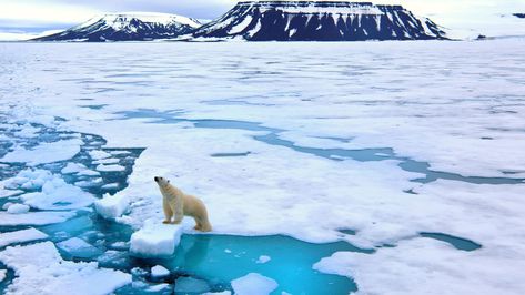 Greenland's ice sheet melted at its most rapid rate of the summer on Thursday. Longyearbyen, Ice Sheet, Arctic Sea, Polar Bears, Amazing Facts, Guinea Pig, Santa Maria, Cruise Ship, Oahu