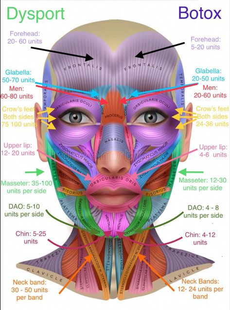 FORGET ABOUT BOTOX THIS MASK REMOV Facial Muscles Anatomy, Botox Injection Sites, Facial Injections, Head Muscles, Skin Anatomy, Aesthetic Dermatology, Facial Anatomy, Botox Cosmetic, Botox Face