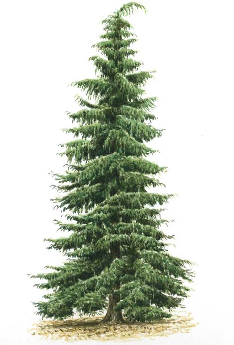 Drawing Cedar Trees, Fir Tree Drawings, Spruce Tree Drawing, Pine Tree Reference Drawing, Pine Tree Digital Art, Tree Drawing Ideas, Tree Drawing Simple, Wood Landscape, Pine Tree Drawing