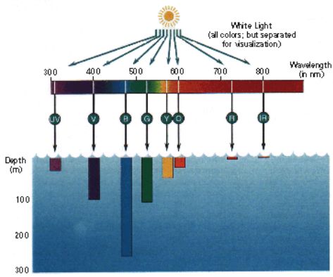 visible light - What penetrates deeper in water? Blue or voilet? - Physics Stack Exchange Marine Fish Tanks, Public Aquarium, Aquarium Lamp, Aquarium Led, Indoor Water Garden, Fish Tank Lights, Led Aquarium Lighting, Live Aquarium Plants, Aquarium Setup