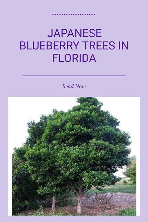 Discover the beauty of Japanese Blueberry trees in your Florida yard. Known scientifically as Elaeocarpus decipiens, these trees offer a lush, evergreen appeal that’s perfect for local climates. Whether you're looking for functional shade or eye-catching foliage, incorporating Japanese Blueberry trees into your landscaping can transform your outdoor spaces. Their adaptability and resilience make them a popular choice among Florida homeowners. Explore how to effectively use these stunning trees to enhance your garden and create a naturally inviting ambiance. Trees In Landscaping, Japanese Blueberry Tree Landscape, Japanese Indigo Plant, Japanese Blueberry Tree, Best Fruit Trees To Grow In Florida, Florida Fruit Trees, Winterizing Blueberry Bushes, Gold Mop Cypress, Tropical Yard