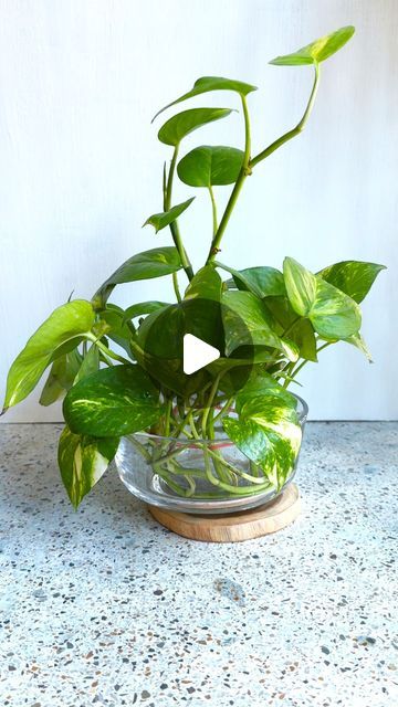 Pothos Plant Decor, Sirih Gading, Pothos In Water, Mini Cactus Garden, Water Plants Indoor, Planting Plants, Plant In Glass, Indoor Water Garden, Plants In Bottles