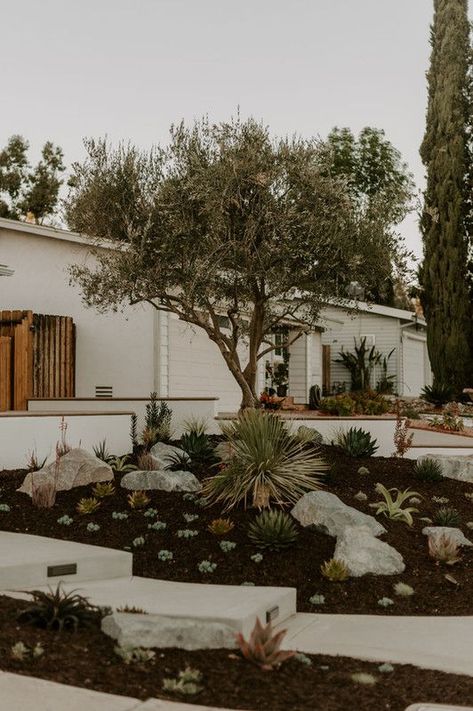 This San Diego couple had great taste in trees and tacos (if you follow us on Instagram you get it). They sprung for a mature olive tree which added instant curb appeal and made the garden feel more established. See more of this project on our site! #landscapedesign #gardendesign #frontyard #curbappeal Minimal Upkeep Landscaping, Dessert Landscape Front Yard, Desert Front Yard Landscaping, Desert Landscaping Front Yard, Drought Tolerant Front Yard, Olive Trees Landscape, Drought Tolerant Landscape Front Yard, Palm Springs Garden, Olive Trees Garden