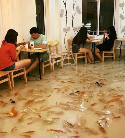 Cafe Japan, Live Fish, We Are The World, Xbox, Picture Video, Steam, Vietnam, Funny Pictures, Funny Memes