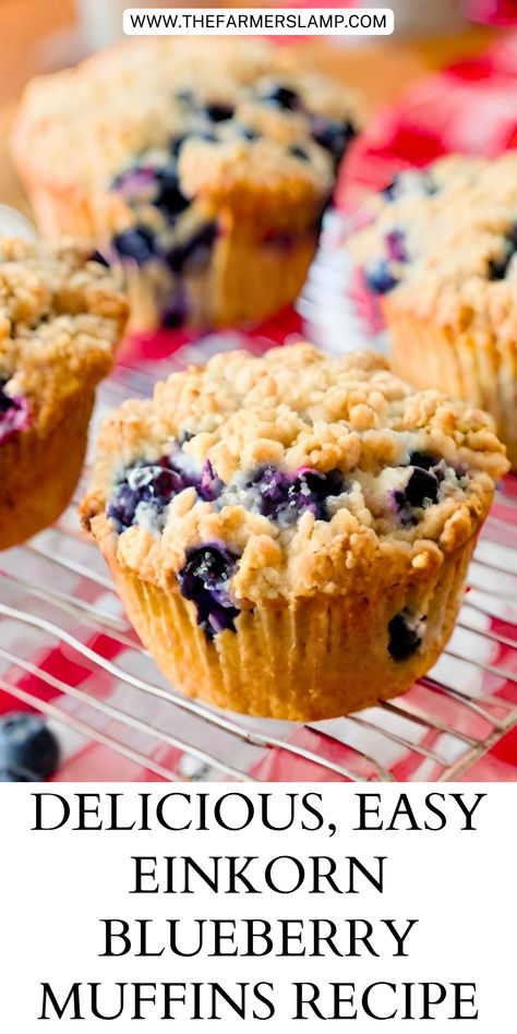 Transport yourself to grandma's kitchen with our delicious Einkorn Blueberry Muffins recipe! Made with wholesome Einkorn flour and juicy blueberries, these muffins are a nostalgic treat for any occasion. Join us as we celebrate the joy of baking with this easy and flavorful recipe. Pumpkin Einkorn Muffins, Einkorn Breakfast Muffins, Einkorn Flour Muffins, Einkorn Cinnamon Bread, Einkorn Flour Bread Recipes, Einkorn Muffins Recipe, Baking With Einkorn Flour, Einkorn Apple Muffins, Einkorn Croissant