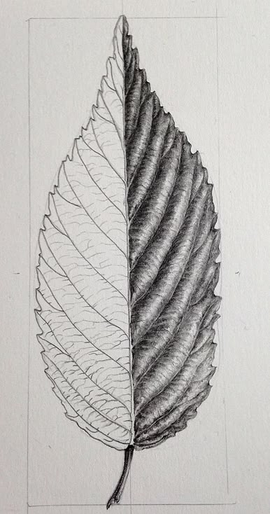 Drawing Folds, School Works, Leaves Sketch, Botanical Sketchbook, Natural Form Art, Illustration Courses, Leaf Book, Earth Hour, Illustrator Inspiration