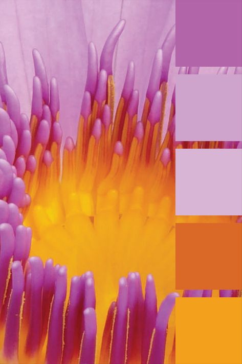 Lilac And Orange Colour Palette, Orange Lilac Color Palette, Pink Orange Lilac Color Palette, Purple Orange Color Palette, Purple And Orange Color Palette, Amethyst Color Palette, Lilac Color Palette, Packaging 2023, Light Purple Walls