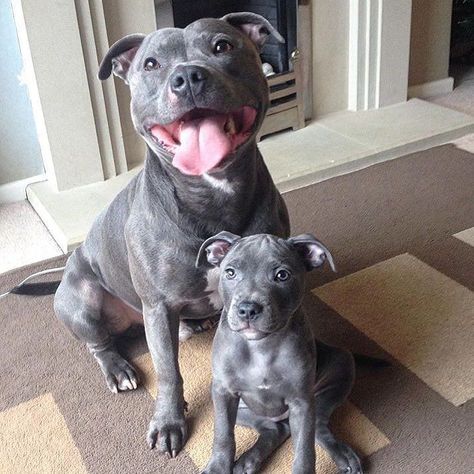 @charlottemariearmsden .....Feature selected by @bluey_the_blue_brindle follow @nila_blue_staffy & @mollyandtillystaffies by bullbreedsofinsta Blue Staffy, Staffy Dog, Pitt Bull, Bull Terriers, Pitbull Puppies, Staffordshire Bull Terrier, Pit Bulls, Cute Dogs And Puppies, Pitbull Dog