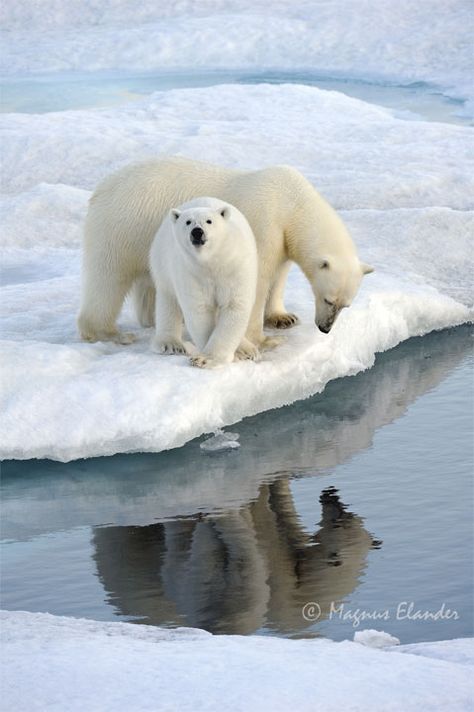 voyage pole nord Pictures Of Polar Bears, Animals And Their Babies, Geometric Photography, White Bears, White Coats, Forest People, Reflection Pictures, Penguins And Polar Bears, Animals Around The World