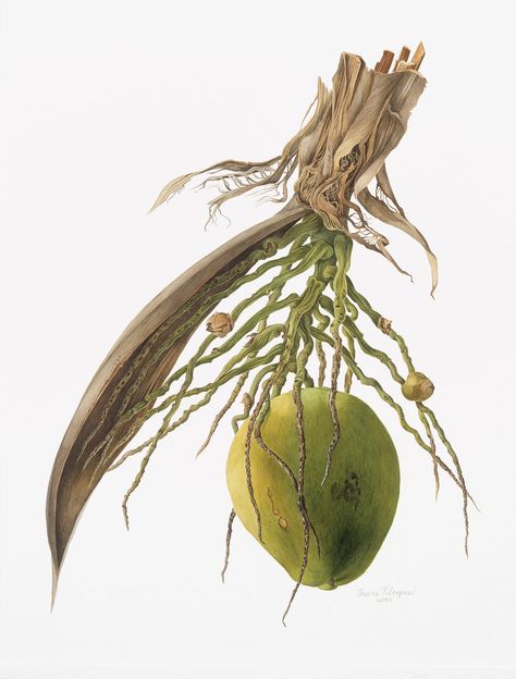 “Coconut: Cocos nucifera,” 2005. Ms. Tcherepnine taught botanical drawing to prisoners at Rikers Island in New York. Cocos Nucifera, Rikers Island, Sarah Graham, Anna Mason, Elizabeth Jane, Carol Ann, Family Garden, Botanical Drawings, Ny Times