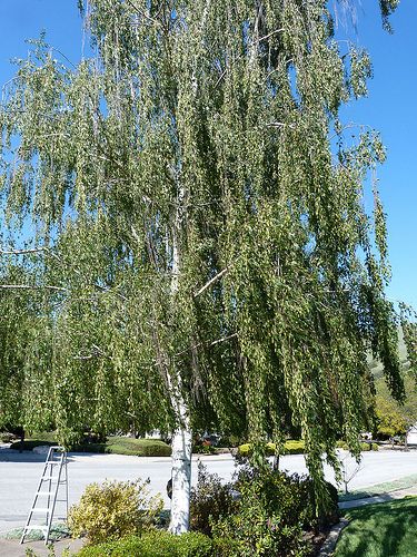 weeping white paper birch tree | Flickr - Photo Sharing! Weeping Birch Tree, Weeping Birch, Birch Tree Landscape, Birch Trees Landscaping, Earth Food, Weeping Trees, Garden Escape, White Birch Trees, Themed Garden