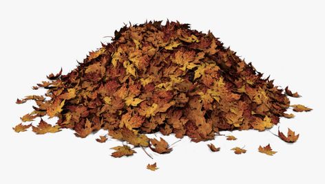 Autumn Leaves Illustration, Leaf Pile, Pile Of Leaves, Fall Leaves Png, Leaves Clipart, Leaves Png, Leaf Clipart, Leaves Illustration, Fall Tree