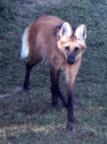 Chrysocyon brachyurus  Maned Wolf  never knew it existed. Cool Maned Wolf Oc, Mane Wolf, Maned Wolf Aesthetic, Maned Wolf Therian, Therian Animals, Maned Wolf Skeleton, Maned Wolf Anatomy, Mained Wolves, Hozier Songs