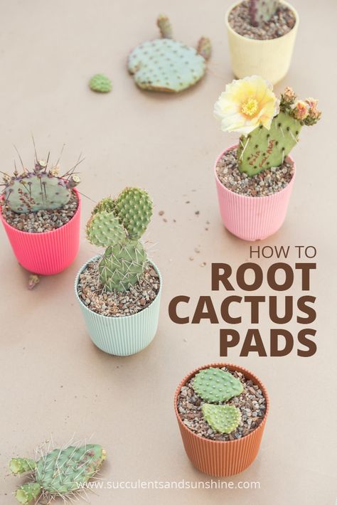 See how to grow cactus from individual pads! Propagate Cactus, Multiplier Des Plantes Grasses, Planting Cactus, Propagating Cactus, Indoor Cactus Plants, How To Grow Cactus, Cactus Wallpaper, How To Water Succulents, Cactus Terrarium