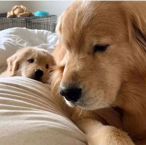 Cute Puppies Golden Retriever, Puppy Teacup, Tattoo Animals, Perros Golden Retriever, Tiny Puppy, Old Golden Retriever, Cute Fluffy Dogs, Cute Teacup Puppies