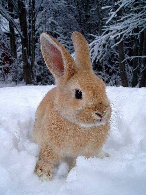 Brown Rabbit, Cute Bunny Pictures, 강아지 그림, Bunny Pictures, Pet Bunny, Snow Bunnies, Baby Bunnies, Cute Animal Pictures