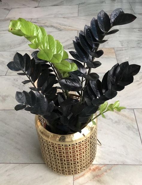 Raven Plant, Zz Raven, Dark Leaves, Zamioculcas Zamiifolia, Brighten Room, Plant Monster, Black Raven, Zz Plant, Deep Winter