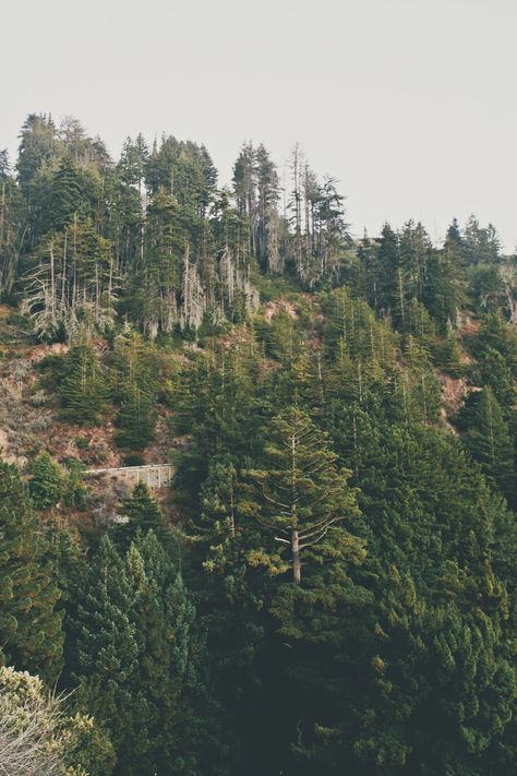 Beautiful giant Redwood trees line the cliffside along Highway 1 in Big Sur, California. Photo by Renata Amazonas. Campfire Songs, Mcway Falls, Redwood Trees, Open Roads, San Simeon, California Coastline, California Destinations, Redwood Tree, Ocean Spray