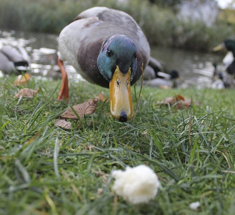 Duck Snacks, Duck House Diy, Pekin Ducks, Dust Bath For Chickens, Duck House Plans, Pet Duck, Pekin Duck, Backyard Ducks, Best Treats