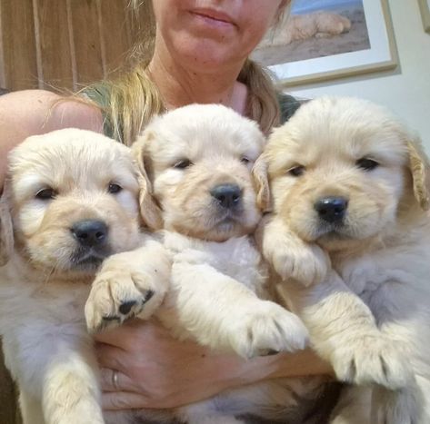 Golden Retriever puppy For Sale Near Me in USA Puppies For Sale Near Me Free, Cute Puppies For Sale, Cute Golden Retriever, Puppies For Sale Near Me, Golden Retriever Puppies, Most Beautiful Dogs, Puppy For Sale, Golden Retriever Puppy, Retriever Puppy