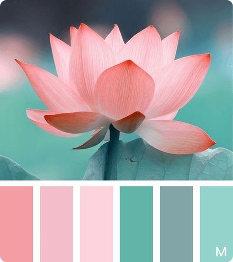 Ninoo Metreveli (ninoometreveli7) on Pinterest -  Blush, Pink , Aqua and Teal colour palette 4 Colour Combos, Coral Colour Palette, Color Schemes Colour Palettes, Color Palate, Design Seeds, Colour Combos, Color Palette Design, Colour Inspiration, Colour Board