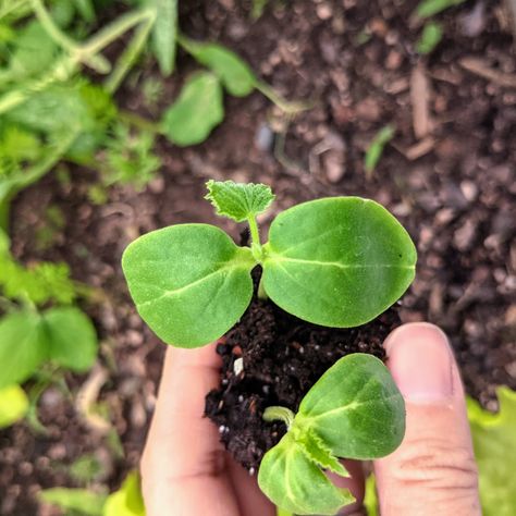 When To Plant Cucumbers, Cucumber Companion Plants, How To Grow Cucumbers, Cucumber Seedlings, Grow Cucumbers, Cucumber Gardening, Cucumber Varieties, Cucumber Trellis, Cucumber Beetles