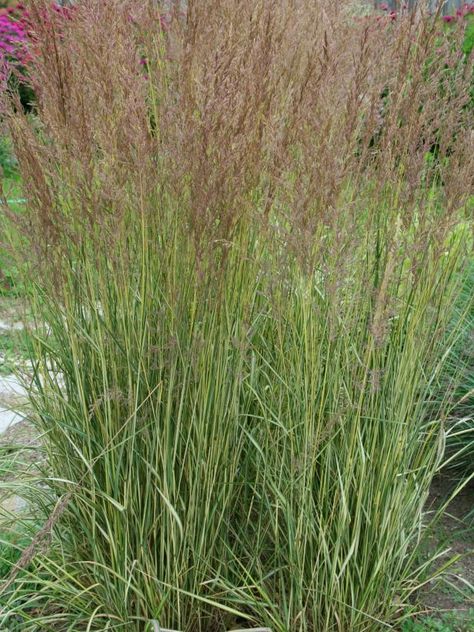 El Dorado Feather Reed Grass | Hardy down to Zone 4 | Planted 2018 - 13 Terrific Tall Grasses | HGTV Tall Grass Landscaping, Front Yard Privacy, Landscape Front Yard, Ornamental Grass Landscape, Tall Ornamental Grasses, Yard Privacy, Feather Reed Grass, Hgtv Garden, Perennial Grasses