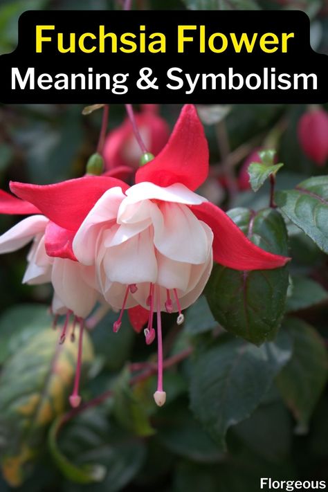 Fuchsia Flower Meaning Fuschia Plant, Plant Meanings, Fuschia Flower, Fuschia Flowers, Rose Meaning, Fuchsia Plant, Unusual Facts, Fuchsia Flower, Fuchsia Flowers