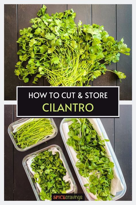 Here is the ultimate guide on How to Store Cilantro in the fridge, along with tips and tricks on how to buy, clean, cut and use in recipes. #cilantro #howto #cooking101 Storing Cilantro In Fridge, How To Store Cilantro In Fridge, Freeze Cilantro, Store Cilantro, Cilantro Substitute, Herbs For Inflammation, Freezing Cilantro, Herb Planting, Herb Dressing