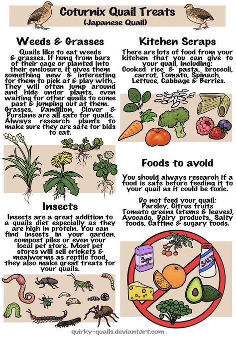 Quail Treats, Quail Pen, Quail House, Coturnix Quail, Button Quail, Quail Coop, Raising Quail, Chicken Poop, Farm Plans