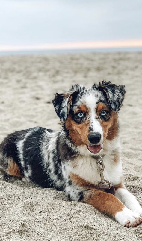 Astralin Shepherd, Mini Australian Shepherd, Aussie Dog, Aussie Shepherd, Shepherd Dog Breeds, Australian Shepherd Puppy, Aussie Puppies, Australian Shepherd Puppies, Really Cute Puppies