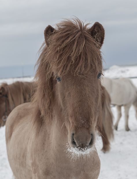 Icelandic Ponies, Icelandic Pony, Iceland Horses, Minecraft Horse, Horses In Snow, Winter Horse, Icelandic Horses, Pony Breeds, Shetland Pony