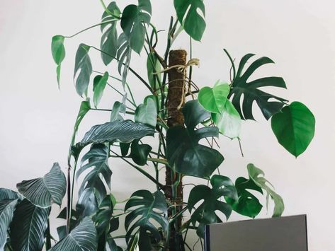 Training Monstera Deliciosa: How to Make Them Climb - The Healthy Houseplant Growing Moss, Moss Pole, Philodendron Monstera, Office Plants, Big Leaves, Monstera Plant, Monstera Deliciosa, Plant Supports, Plant Mom