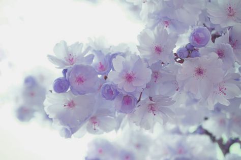 purple japenese cherry blossom- original found on pexels.com Purple Cherry Blossom, Love Spells, Cherry Blossoms, Spring Flowers, Cherry Blossom, Blossom, Lavender, Cherry, Wedding Ideas