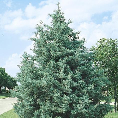 arizona-cypress & Carolina Sapphire Arizona Cypress, Cypress Plant, Giant Arborvitae, Emerald Green Arborvitae, Leyland Cypress, Monrovia Plants, Plant Catalogs, Cypress Trees, Potted Trees