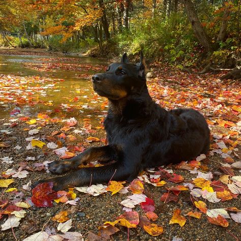 Borador Dogs, Beauceron Puppy, Twd Shifting, Beauceron Dog, Every Dog Breed, Dream Dog, Herding Dogs, Pretty Dogs, Pretty Animals