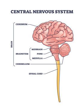 Nervous System Model, Cerebellum Anatomy, Nervous System Diagram, Nervous System Parts, Nervous System Anatomy, Brain Nervous System, Human Nervous System, Brain System, Peripheral Nervous System